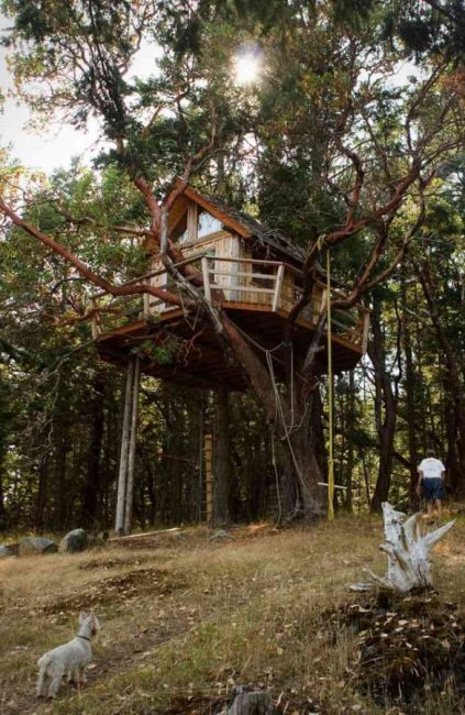 tree hut 
