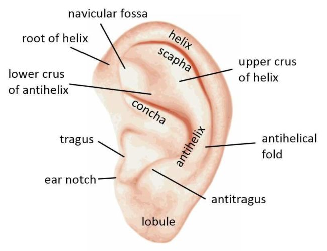 struktur telinga