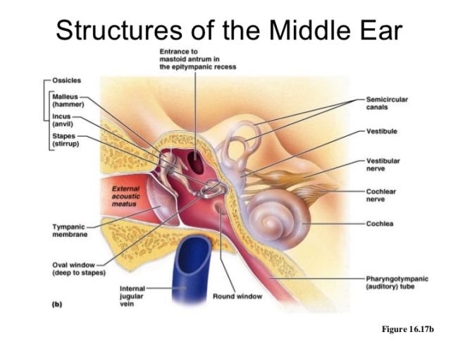 bagian telinga dan fungsinya