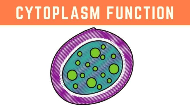 fungsi sitoplasma