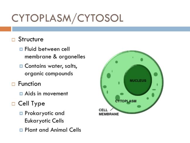 struktur Sitoplasma