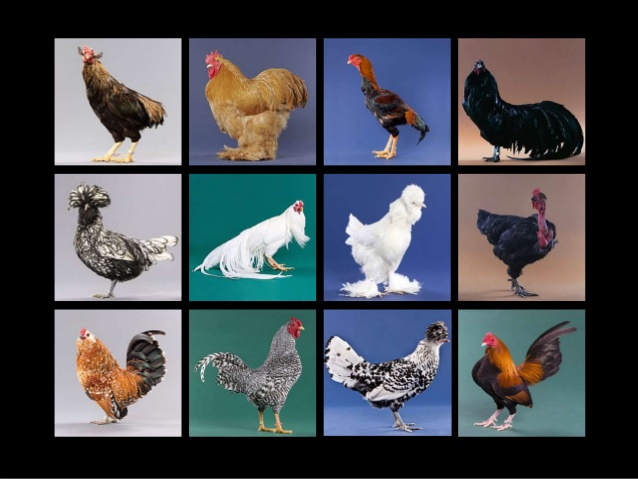 Keanekaragaman hayati tingkat gen pada ayam