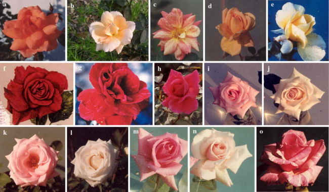 Keanekaragaman hayati tingkat gen pada mawar
