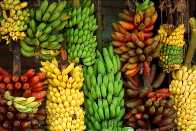 Keanekaragaman hayati tingkat gen pada pisang