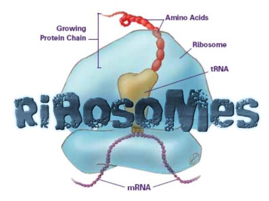 Fungsi ribosom