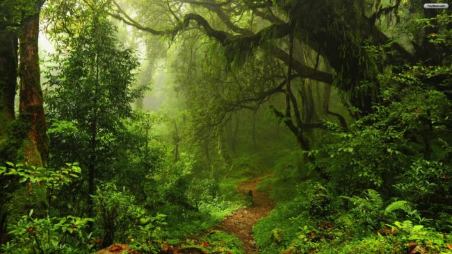 ekosistem hutan hujan tropis