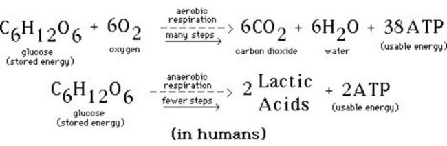 Perbedaan Respirasi Aerob dan Anaerob